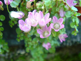 Lysimachia tenella 'Studland'